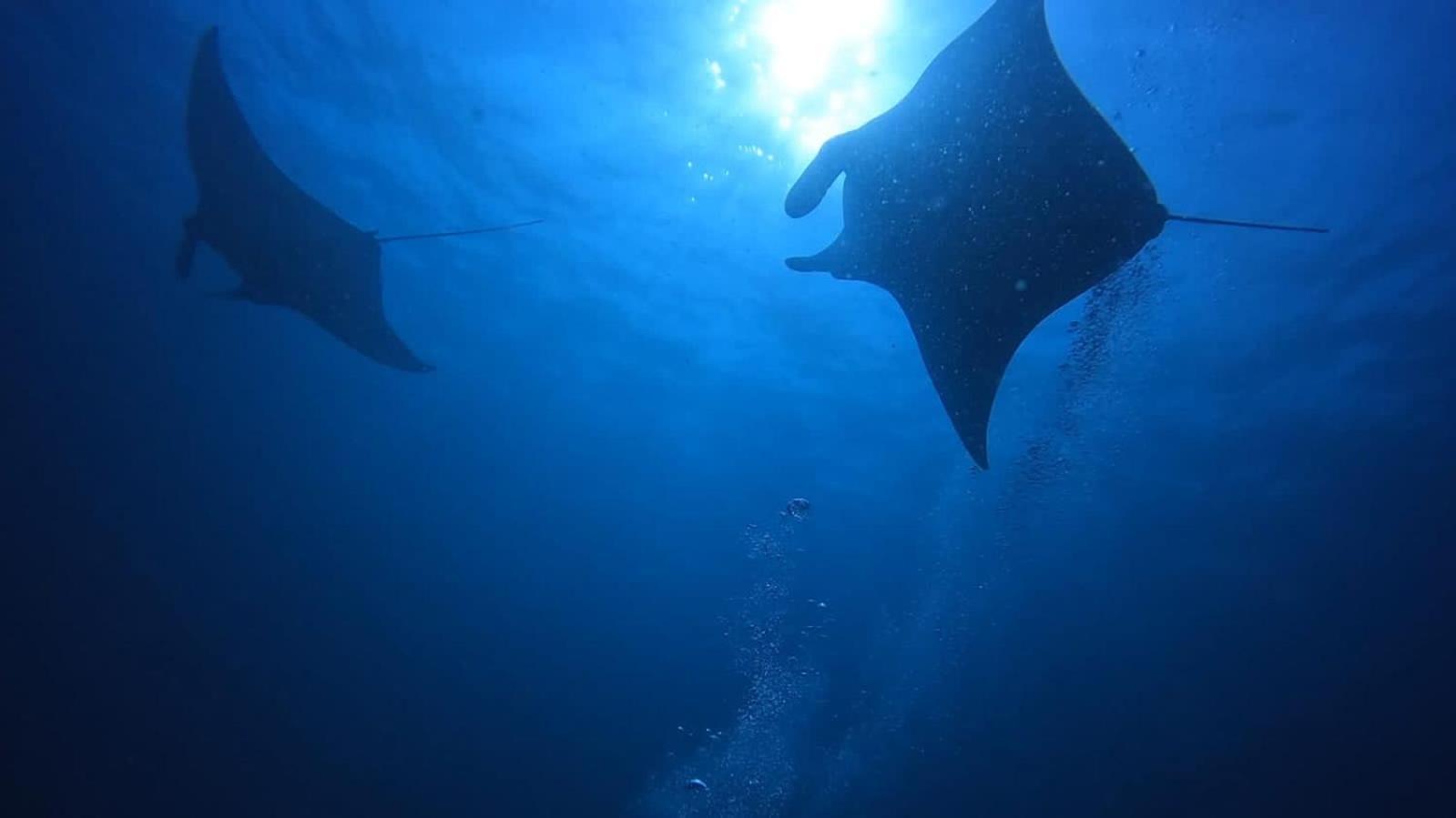Rashuthere Maldives Rasdhoo Exteriör bild