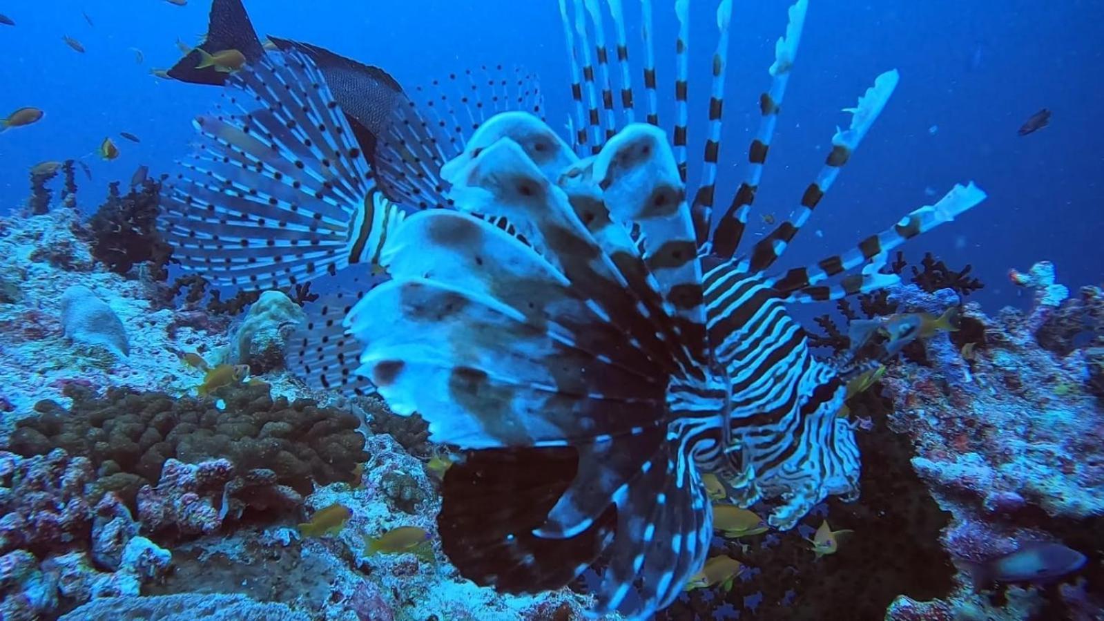Rashuthere Maldives Rasdhoo Exteriör bild