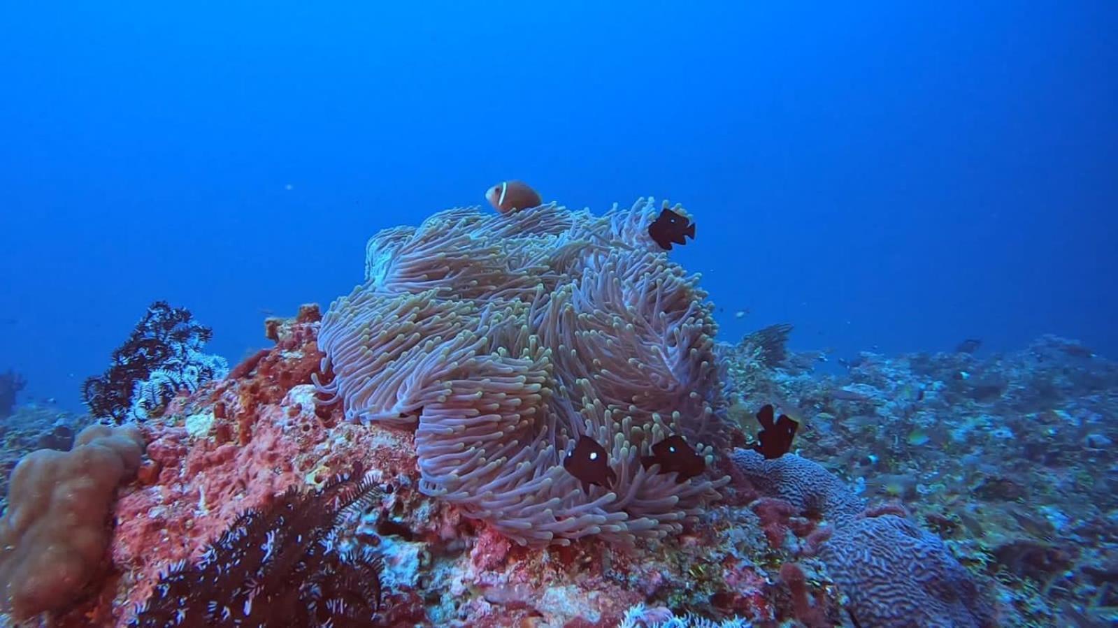 Rashuthere Maldives Rasdhoo Exteriör bild