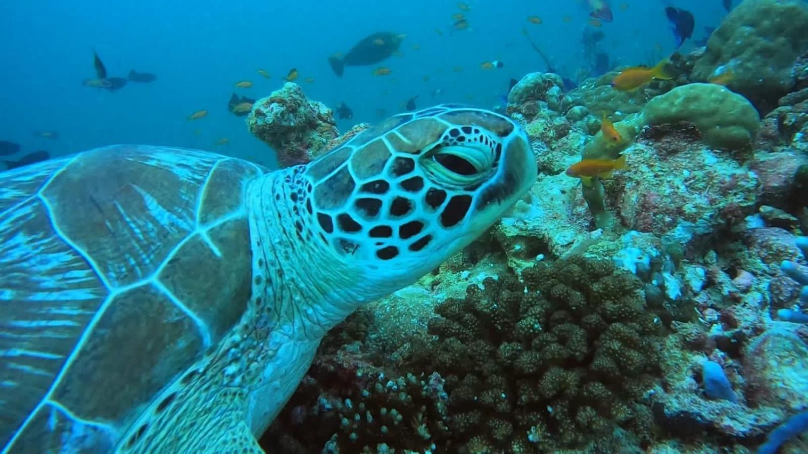 Rashuthere Maldives Rasdhoo Exteriör bild